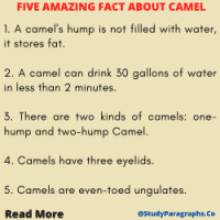 Five Points About Camel For Kids Students