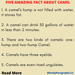 Five Points About Camel For Kids Students