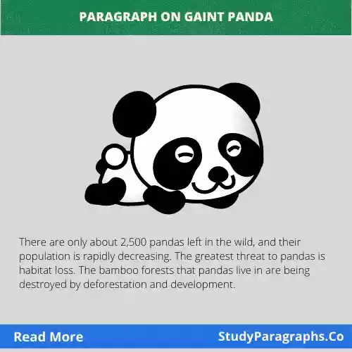 Short Paragraph On Giant Panda (400 Words) For Students