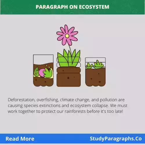 Short Paragraph Essay On Ecosystem For Students