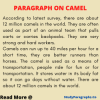 Short Paragraph On Camel For Class 3 Students