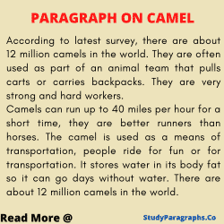 Paragraph about camel