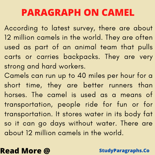 about camel paragraph