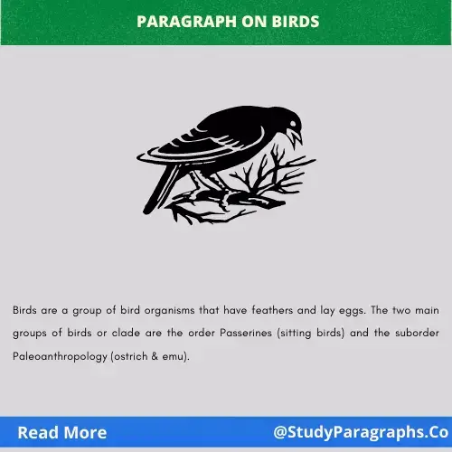 About Birds And Their Beauty Paragraph Writing Example  For Students