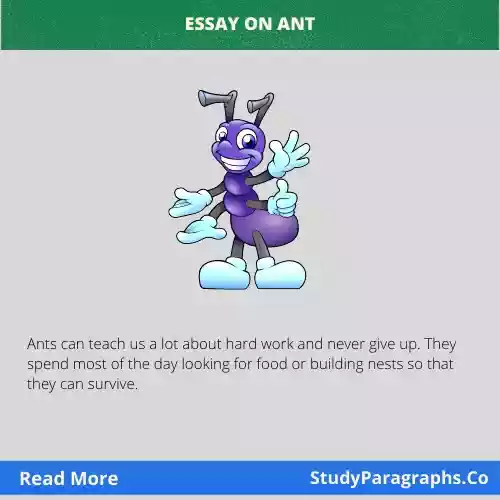 paragraph on ant