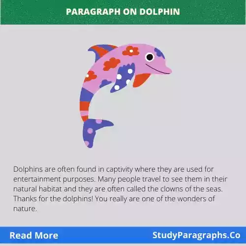 The Dolphin Paragraph In English Fir Students