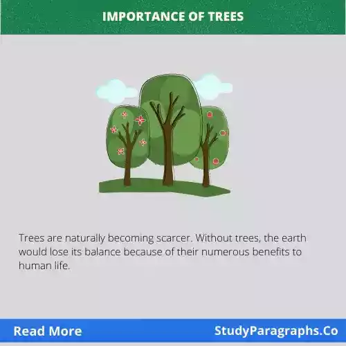Essay On Importance Of Trees For Class 5 & 6 Class Students