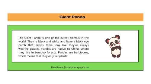 giant panda essay